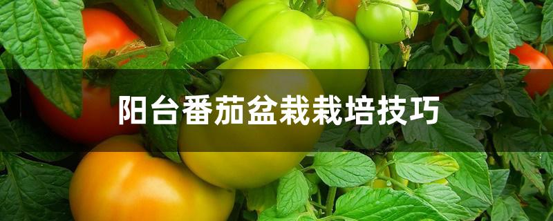 阳台番茄盆栽栽培技巧