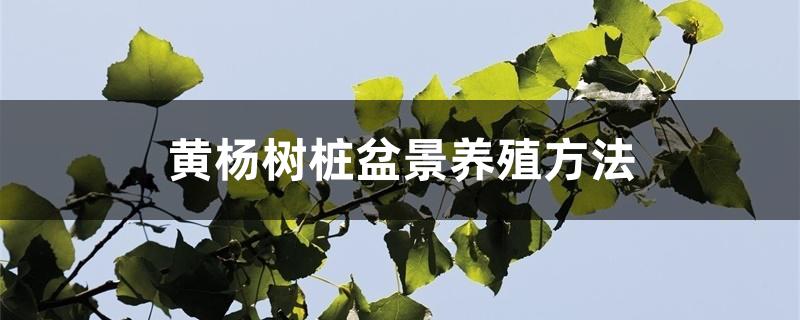 黄杨树桩盆景养殖方法
