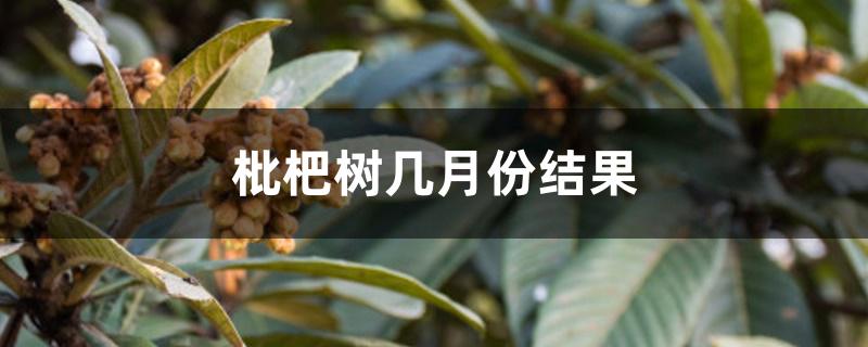 枇杷树几月份结果