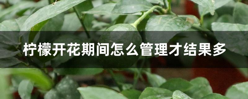 柠檬开花期间怎么管理才结果多 柠檬开花期间怎么管理才结果多