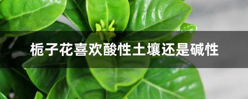 栀子花喜欢酸性土壤还是碱性 栀子花喜欢酸性土壤还是碱性