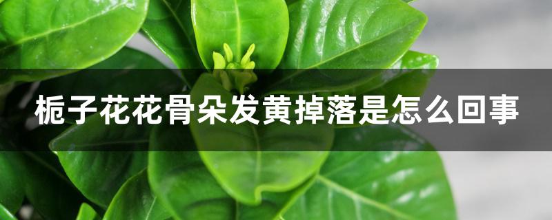 栀子花花骨朵发黄掉落是怎么回事 栀子花花骨朵发黄掉落是怎么回事
