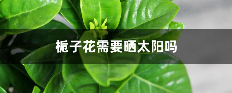 栀子花需要晒太阳吗