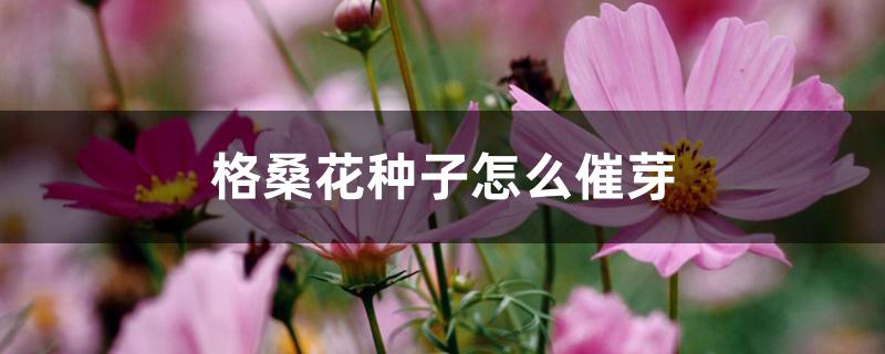 格桑花种子怎么催芽 格桑花种子怎么催芽
