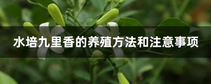 水培九里香的养殖方法和注意事项 水培九里香的养殖方法和注意事项