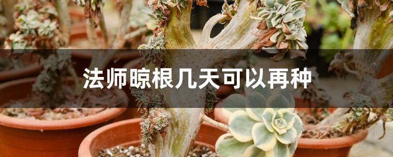 法师晾根几天可以再种 法师晾根几天可以再种
