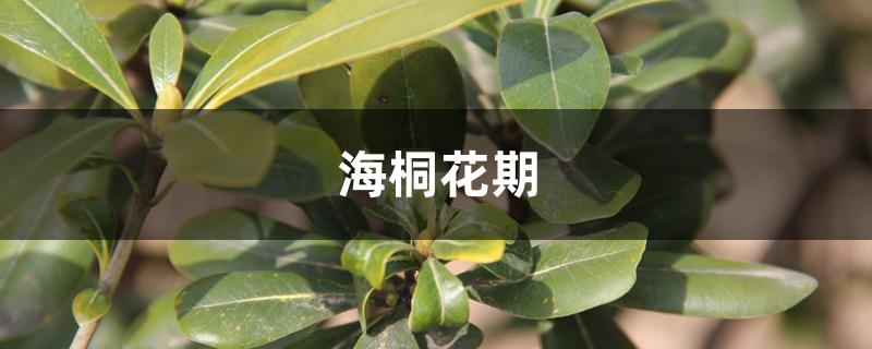 海桐花期 海桐花期