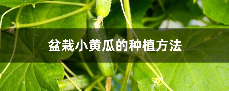 盆栽小黄瓜的种植方法