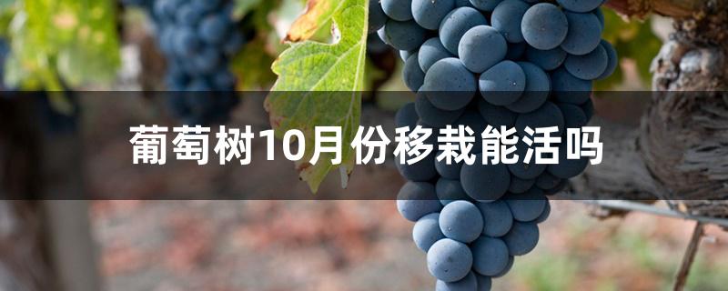 葡萄树10月份移栽能活吗