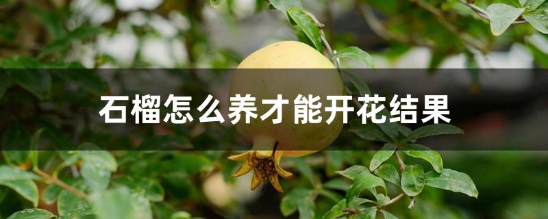 石榴怎么养才能开花结果 石榴怎么养才能开花结果