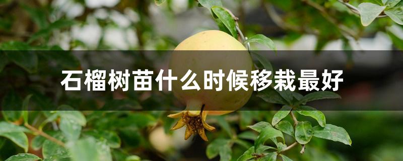 石榴树苗什么时候移栽最好 石榴树苗什么时候移栽最好