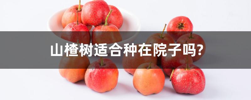 山楂树适合种在院子吗? 山楂树适合种在院子吗?
