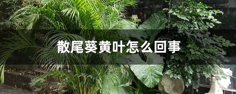 散尾葵黄叶怎么回事