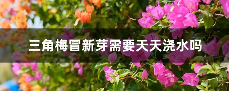 三角梅冒新芽需要天天浇水吗