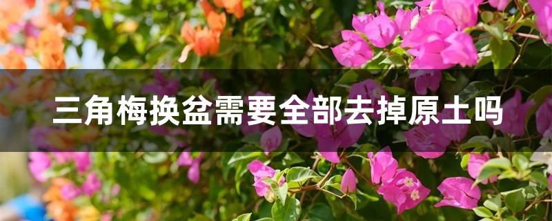 三角梅换盆需要全部去掉原土吗 三角梅换盆需要全部去掉原土吗
