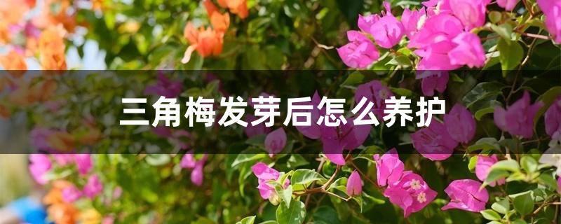 三角梅发芽后怎么养护 三角梅发芽后怎么养护