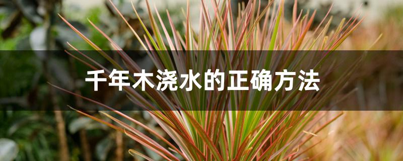 千年木浇水的正确方法 千年木浇水的正确方法