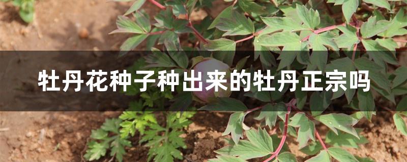 牡丹花种子种出来的牡丹正宗吗 牡丹花种子种出来的牡丹正宗吗