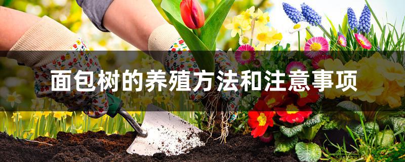面包树的养殖方法和注意事项 面包树的养殖方法和注意事项