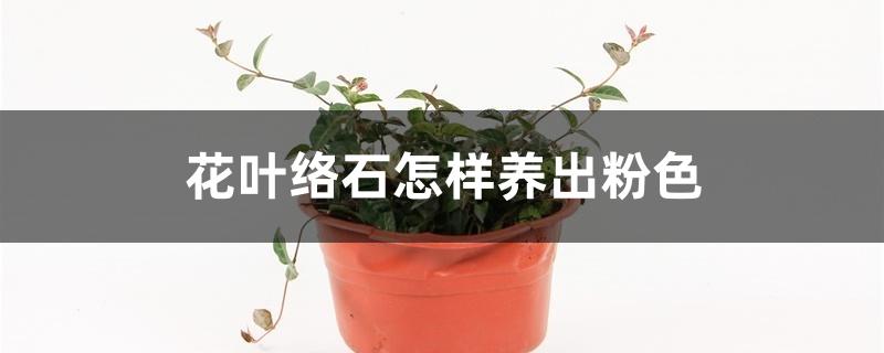 花叶络石怎样养出粉色 花叶络石怎样养出粉色