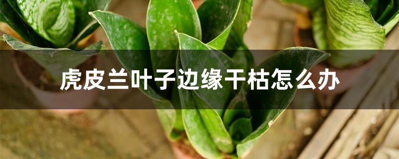 虎皮兰叶子边缘干枯怎么办