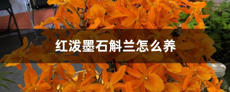 红泼墨石斛兰怎么养