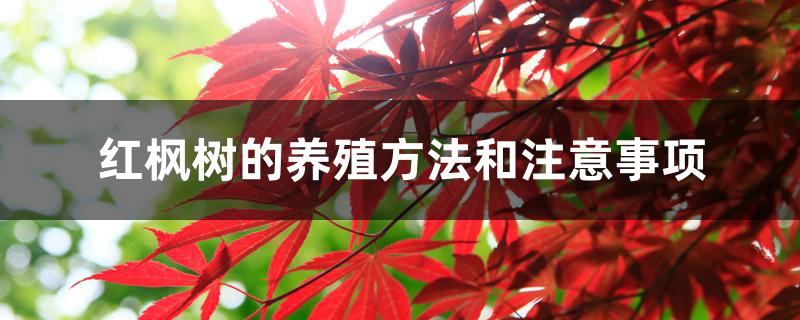 红枫树的养殖方法和注意事项 红枫树的养殖方法和注意事项