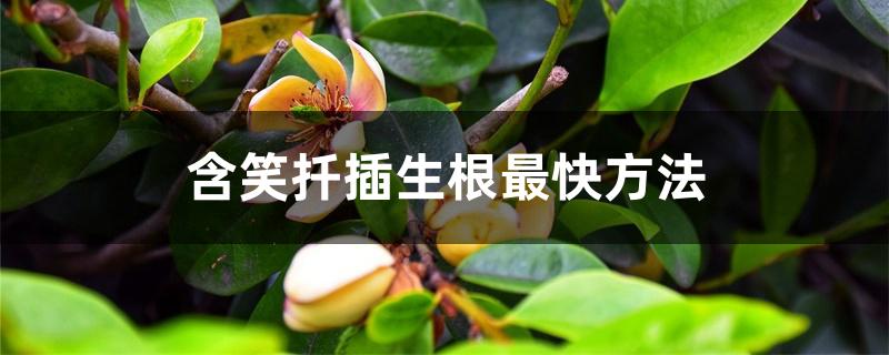 含笑扦插生根最快方法