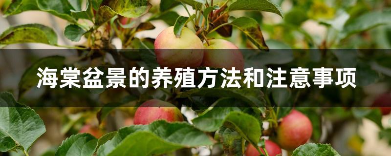 海棠盆景的养殖方法和注意事项 海棠盆景的养殖方法和注意事项
