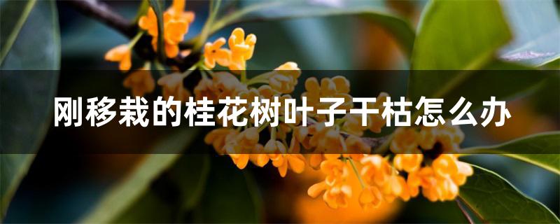 刚移栽的桂花树叶子干枯怎么办