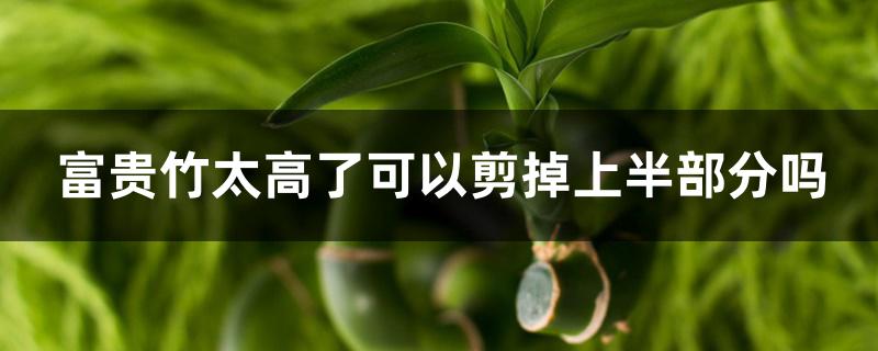富贵竹太高了可以剪掉上半部分吗