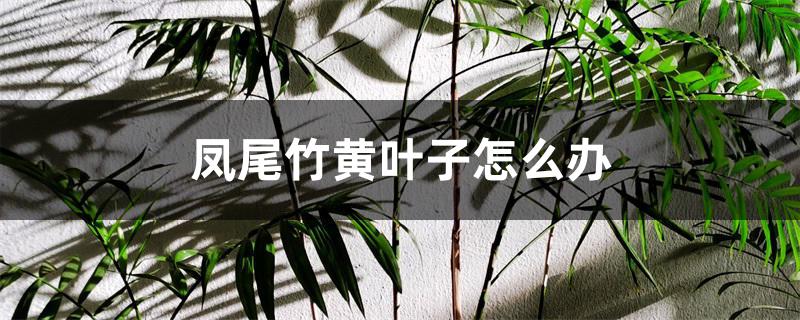 凤尾竹黄叶子怎么办