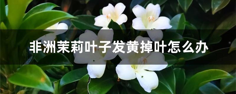 非洲茉莉叶子发黄掉叶怎么办