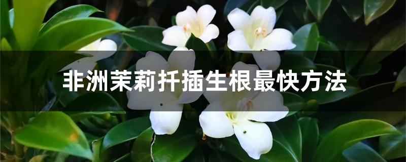 非洲茉莉扦插生根最快方法 非洲茉莉扦插生根最快方法
