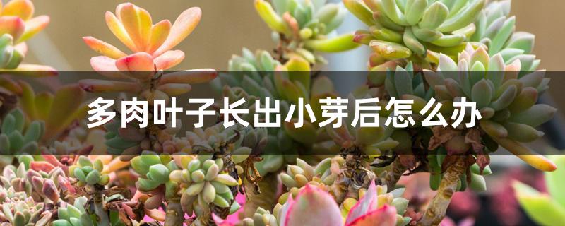 多肉叶子长出小芽后怎么办 多肉叶子长出小芽后怎么办