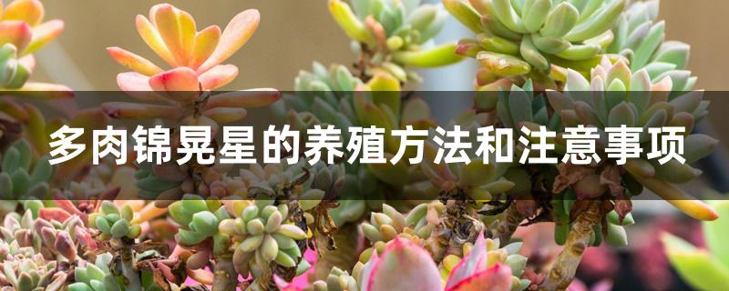 多肉锦晃星的养殖方法和注意事项 多肉锦晃星的养殖方法和注意事项