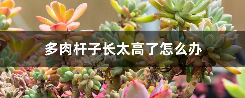 多肉杆子长太高了怎么办 多肉杆子长太高了怎么办