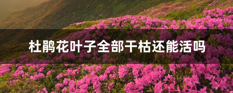 杜鹃花叶子全部干枯还能活吗 杜鹃花叶子全部干枯还能活吗