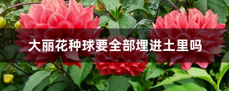 大丽花种球要全部埋进土里吗 大丽花种球要全部埋进土里吗