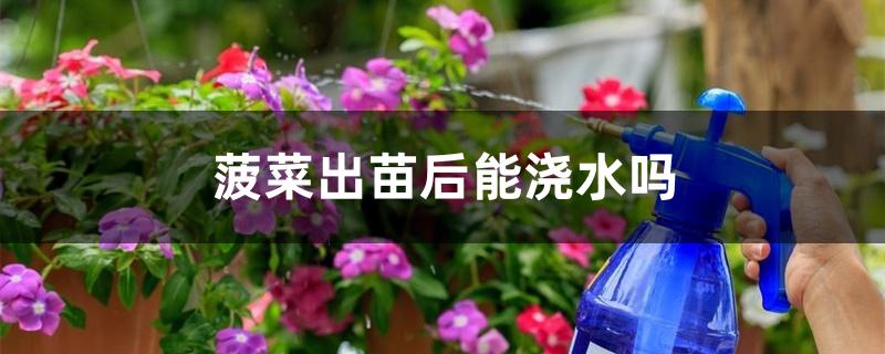 菠菜出苗后能浇水吗 菠菜出苗后能浇水吗