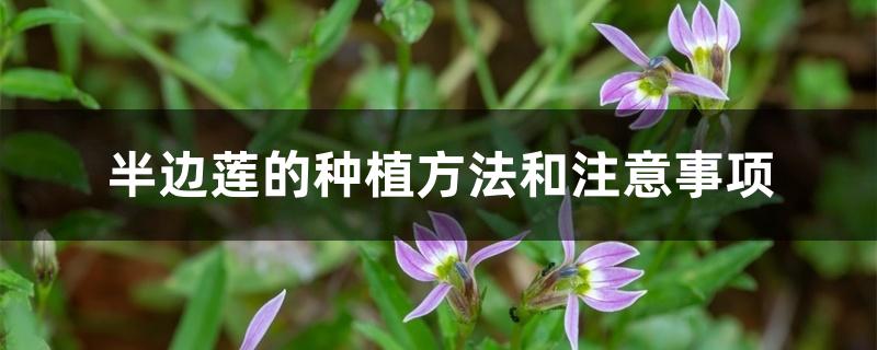 半边莲的种植方法和注意事项 半边莲的种植方法和注意事项