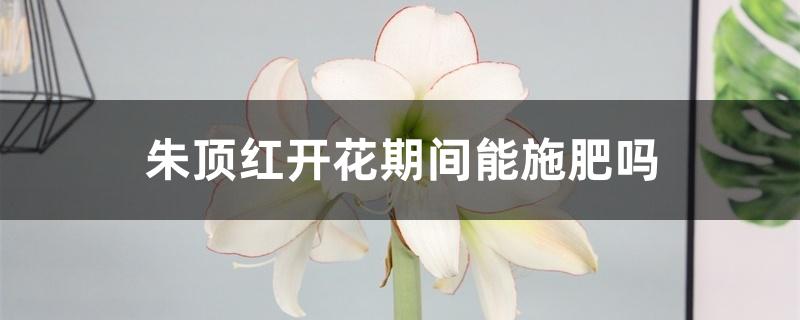 朱顶红开花期间能施肥吗 朱顶红开花期间能施肥吗