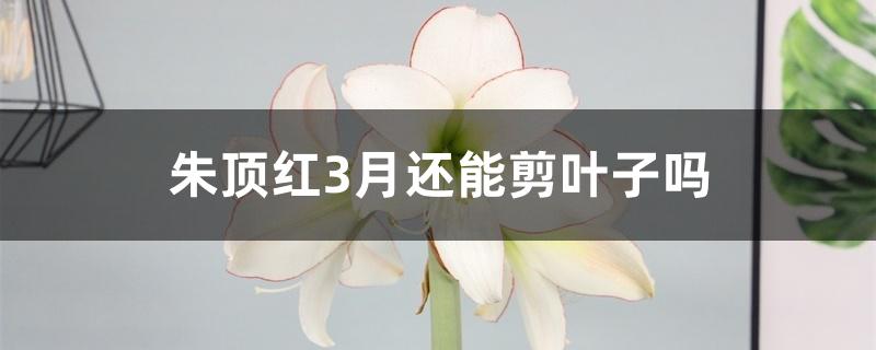 朱顶红3月还能剪叶子吗 朱顶红3月还能剪叶子吗