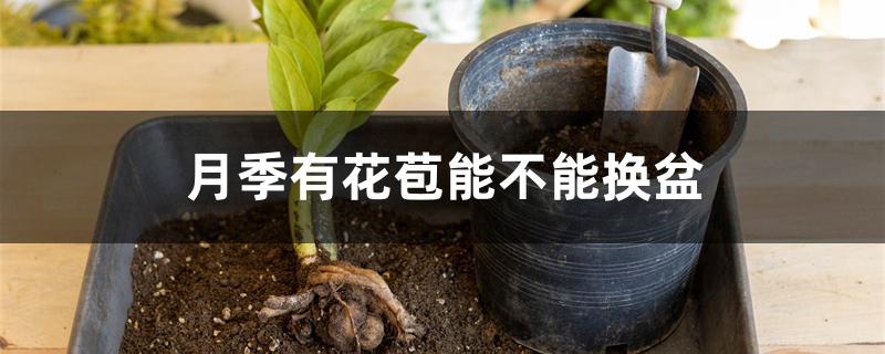 月季有花苞能不能换盆 月季有花苞能不能换盆