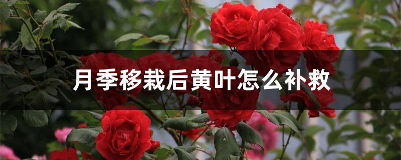 月季移栽后黄叶怎么补救