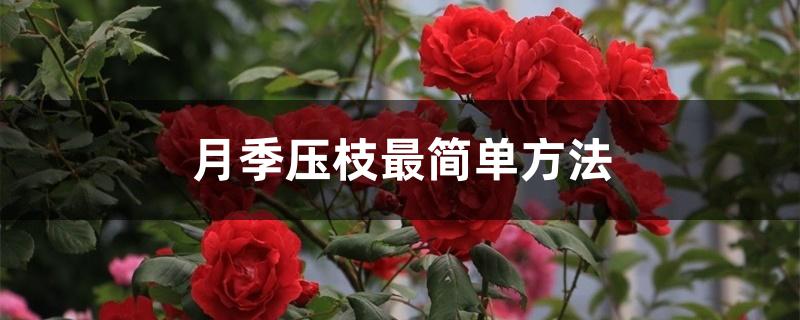 月季压枝最简单方法 月季压枝最简单方法