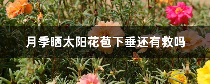 月季晒太阳花苞下垂还有救吗