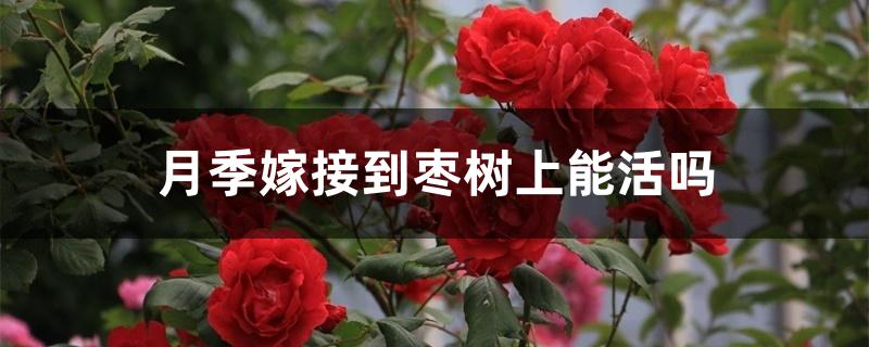 月季嫁接到枣树上能活吗