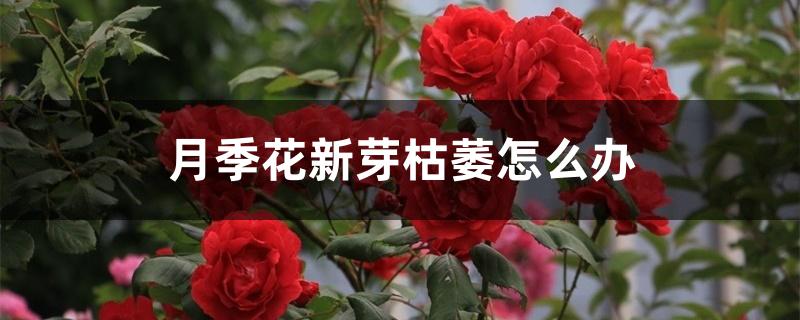 月季花新芽枯萎怎么办 月季花新芽枯萎怎么办