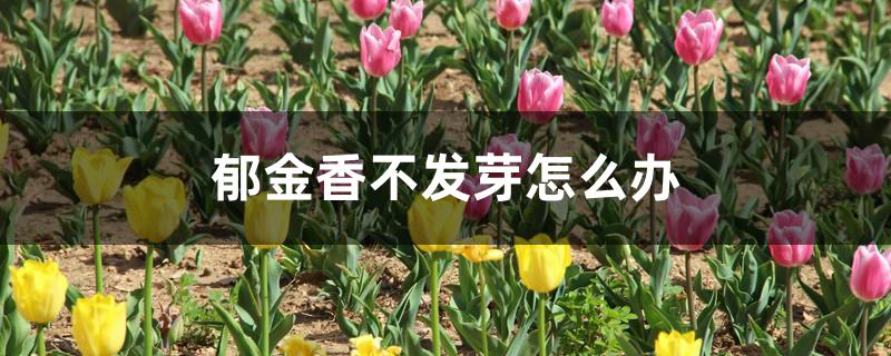 郁金香不发芽怎么办 郁金香不发芽怎么办
